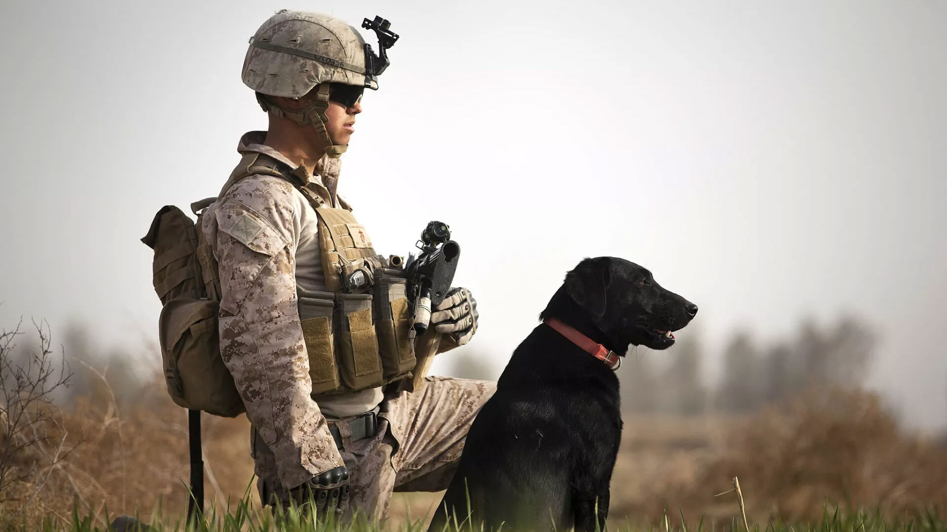 Two Heroic Dogs Honored for Their Service to US Troops...